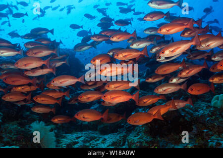 Schwarm von schlanken Pinjalo Snapper, Pinjalo lewisi, Tufi, Solomon Sea, Papua-Neuguinea Stockfoto