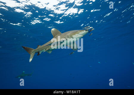 Oceanic Weißspitzen Hai, Carcharhinus Longimanus, Atlantik, Bahamas Stockfoto