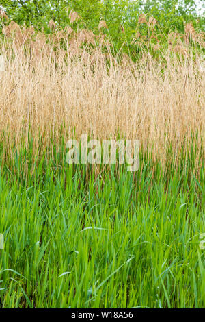 Alte und neue Schilf Schilf Maytime in Slimbridge, Gloucestershire, Großbritannien Stockfoto