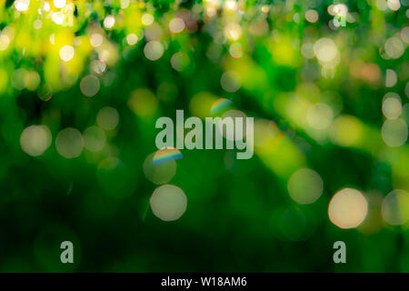 Verschwommen frische grüne Gras Feld in den frühen Morgen. Grün verlassen mit bokeh Hintergrund im Frühjahr. Natur Hintergrund. Saubere Umwelt. Grüne bokeh Stockfoto