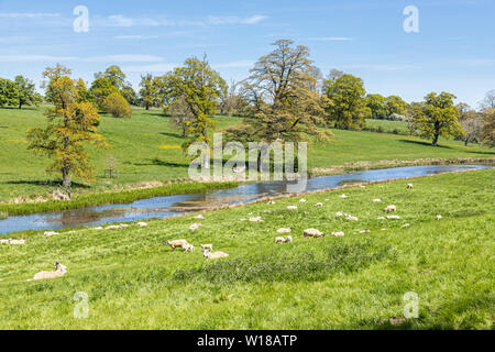 Schafe und Lämmer zu weiden das Wasser wiesen neben der Sherborne Bach in der Nähe von Cotswold Village von Sherborne, Gloucestershire, Großbritannien Stockfoto