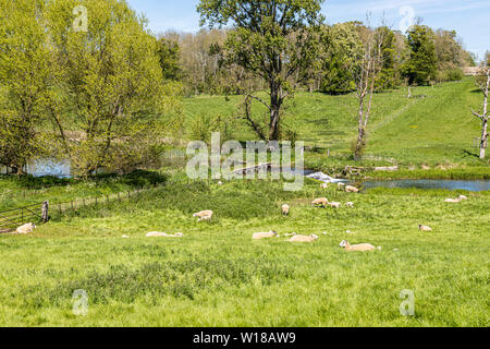 Schafe und Lämmer zu weiden das Wasser wiesen neben der Sherborne Bach in der Nähe von Cotswold Village von Sherborne, Gloucestershire, Großbritannien Stockfoto