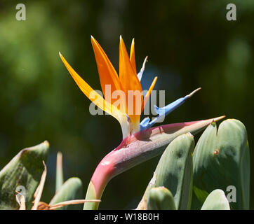 Strelitzias in Santa Catarina Park, Funchal, Madeira, Portugal, Europäische Union Stockfoto