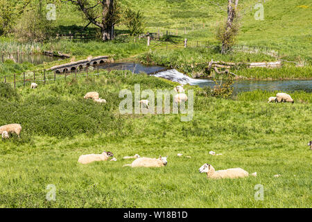 Schafe und Lämmer zu weiden das Wasser wiesen neben der Sherborne Bach in der Nähe von Cotswold Village von Sherborne, Gloucestershire, Großbritannien Stockfoto