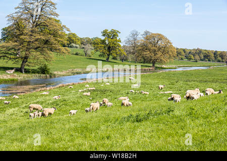 Schafe und Lämmer zu weiden das Wasser wiesen neben der Sherborne Bach in der Nähe von Cotswold Village von Sherborne, Gloucestershire, Großbritannien Stockfoto