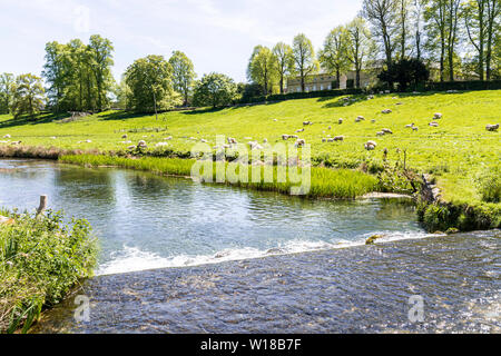 Schafe und Lämmer zu weiden das Wasser wiesen neben dem Bach unten Sherborne Sherborne Haus in der Nähe von Cotswold Village von Sherborne, Gloucestershire, Großbritannien Stockfoto