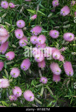 Rosa Blüten von Echium nervosum Eine gute Pflanze Bienen und Schmetterlinge in den Garten zu locken. Stockfoto