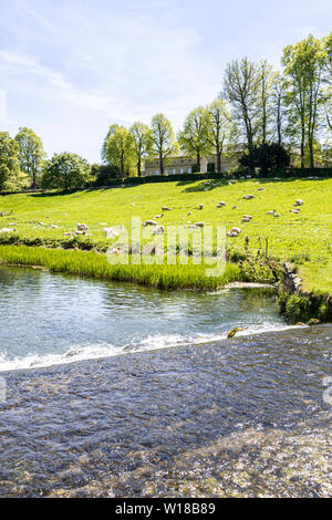 Schafe und Lämmer zu weiden das Wasser wiesen neben dem Bach unten Sherborne Sherborne Haus in der Nähe von Cotswold Village von Sherborne, Gloucestershire, Großbritannien Stockfoto