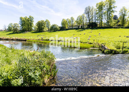 Schafe und Lämmer zu weiden das Wasser wiesen neben dem Bach unten Sherborne Sherborne Haus in der Nähe von Cotswold Village von Sherborne, Gloucestershire, Großbritannien Stockfoto