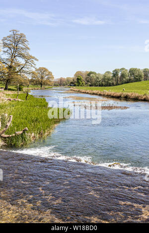Schafe und Lämmer zu weiden das Wasser wiesen neben der Sherborne Bach in der Nähe von Cotswold Village von Sherborne, Gloucestershire, Großbritannien Stockfoto