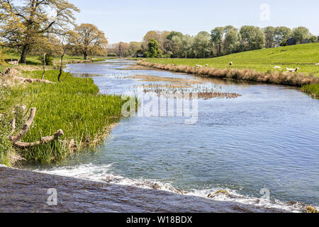 Schafe und Lämmer zu weiden das Wasser wiesen neben der Sherborne Bach in der Nähe von Cotswold Village von Sherborne, Gloucestershire, Großbritannien Stockfoto