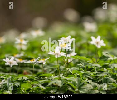 Holz-Anemone (Anemone nemorosa) in lokalem, halbnatürlichen, uralten Waldland, Großbritannien Stockfoto