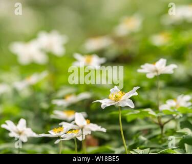 Holz-Anemone (Anemone nemorosa) in lokalem, halbnatürlichen, uralten Waldland, Großbritannien Stockfoto