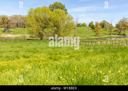 Schafe und Lämmer zu weiden das Wasser wiesen neben der Sherborne Bach in der Nähe von Cotswold Village von Sherborne, Gloucestershire, Großbritannien Stockfoto