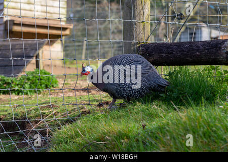 Männliche Perlhuhn (Numida meleagris) auf einem Bauernhof Stockfoto