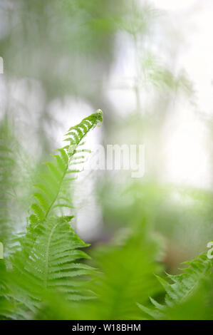 (Matteuccia struthiopteris Ostrich fern). Selektiver Fokus und flache Tiefenschärfe. Stockfoto