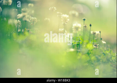 Weißklee (Trifolium repens) Blumen im Feld Stockfoto