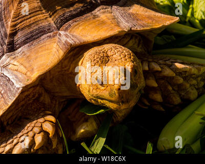 Riesige Schildkröte Portrait Stockfoto