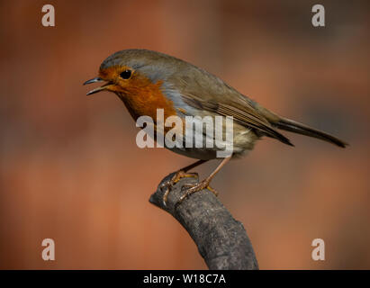 Robin Redbreast Garten Vogel auf einem Zweig. Stockfoto