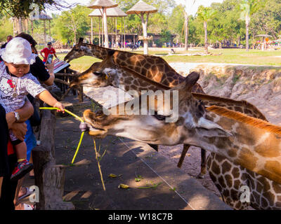 Giraffen füttern in Khao Kheow Open Zoo, Chonburi, Pattaya, Thailand Stockfoto