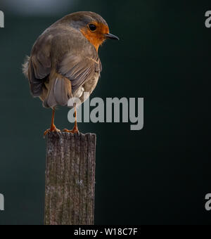 Robin Redbreast Garten Vogel legt sich auf einen hölzernen Pfosten. Stockfoto