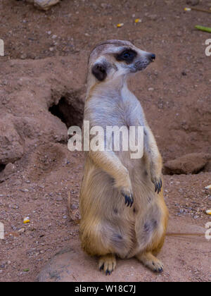 Schlank-tailed Meerkat portrait Stockfoto