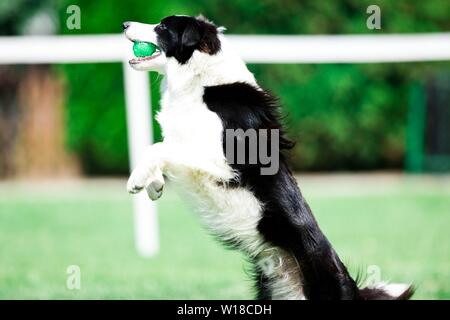 Schwarze und weiße Border Collie während Gehorsam Ausbildung springen und Fang grüne Kugel Stockfoto