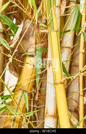 Bambuspflanze close-up in den Santa Catarina Park, Funchal, Madeira, Portugal, Europäische Union Stockfoto