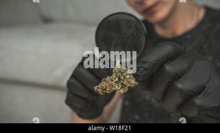 Der junge Mensch schaut auf Cannabis mit Lupe und halten in der Hand medizinisches Marihuana Knospen. Cannabis ist ein Konzept der Kräutermedizin. Legalisierung Stockfoto