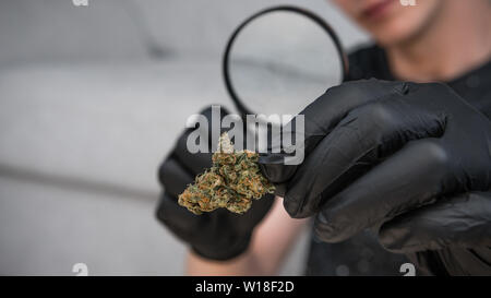 Der junge Mensch schaut auf Cannabis mit Lupe und halten in der Hand medizinisches Marihuana Knospen. Cannabis ist ein Konzept der Kräutermedizin. Legalisierung Stockfoto