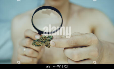 Der junge Mensch schaut auf Cannabis mit Lupe und halten in der Hand medizinisches Marihuana Knospen. Cannabis ist ein Konzept der Kräutermedizin. Legalisierung Stockfoto