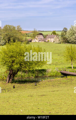 Blick über den Fluss Windrush zu Barrington Mühle aus dem Cotswold Dorf Little Barrington, Gloucestershire, Großbritannien Stockfoto