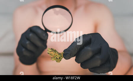 Der junge Mensch schaut auf Cannabis mit Lupe und halten in der Hand medizinisches Marihuana Knospen. Cannabis ist ein Konzept der Kräutermedizin. Legalisierung Stockfoto