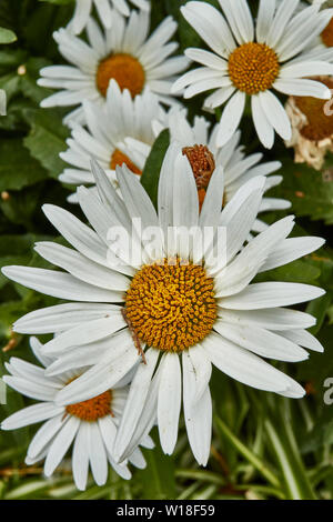 Close-up Flower Portrait von Gänseblümchen in städtischen Gärten von Funchal, Madeira, Portugal, Europäische Union Stockfoto