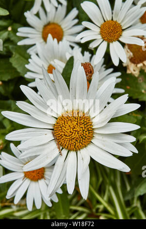 Close-up Flower Portrait von Gänseblümchen in städtischen Gärten von Funchal, Madeira, Portugal, Europäische Union Stockfoto