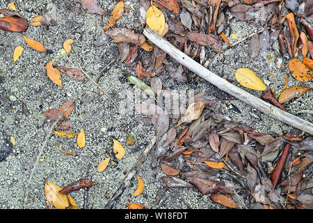 Farbenfrohe abstrakte Hintergrund der Mangrove Blätter auf dem sandigen Ufer des Peace River in Punta Gorda Florida Stockfoto