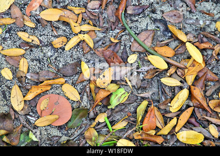 Farbenfrohe abstrakte Hintergrund der Mangrove Blätter auf dem sandigen Ufer des Peace River in Punta Gorda Florida Stockfoto