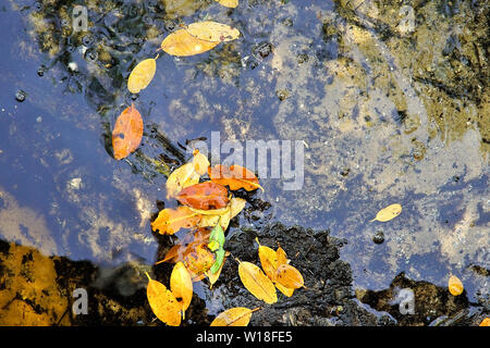 Farbenfrohe abstrakte Hintergrund der Mangrove Blätter auf dem sandigen Ufer des Peace River in Punta Gorda Florida Stockfoto