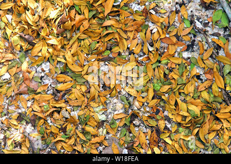 Farbenfrohe abstrakte Hintergrund der Mangrove Blätter auf dem sandigen Ufer des Peace River in Punta Gorda Florida Stockfoto