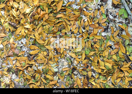Farbenfrohe abstrakte Hintergrund der Mangrove Blätter auf dem sandigen Ufer des Peace River in Punta Gorda Florida Stockfoto