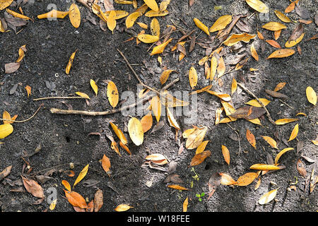 Farbenfrohe abstrakte Hintergrund der Mangrove Blätter auf dem sandigen Ufer des Peace River in Punta Gorda Florida Stockfoto