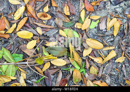 Farbenfrohe abstrakte Hintergrund der Mangrove Blätter auf dem sandigen Ufer des Peace River in Punta Gorda Florida Stockfoto