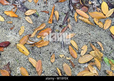 Farbenfrohe abstrakte Hintergrund der Mangrove Blätter auf dem sandigen Ufer des Peace River in Punta Gorda Florida Stockfoto