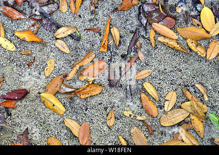 Farbenfrohe abstrakte Hintergrund der Mangrove Blätter auf dem sandigen Ufer des Peace River in Punta Gorda Florida Stockfoto