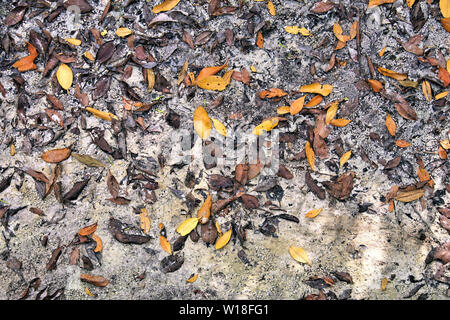 Farbenfrohe abstrakte Hintergrund der Mangrove Blätter auf dem sandigen Ufer des Peace River in Punta Gorda Florida Stockfoto