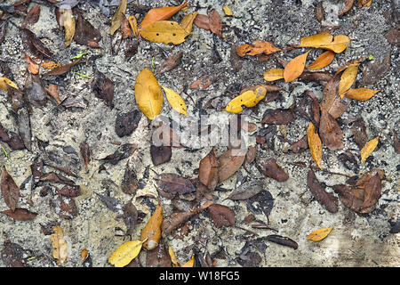 Farbenfrohe abstrakte Hintergrund der Mangrove Blätter auf dem sandigen Ufer des Peace River in Punta Gorda Florida Stockfoto