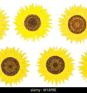 Nahtlose Muster der Sonnenblume auf Weiß. Sommer nahtlose Muster mit Sonnenblume. Sommer Ernte. Design für die Textil-, Gewebe-, Verpackungen, Tapeten. Stock Vektor