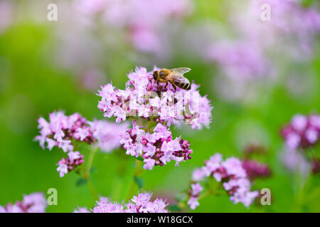 Origanum vulgare Heilpflanze auf natürlichen Hintergrund. Stockfoto