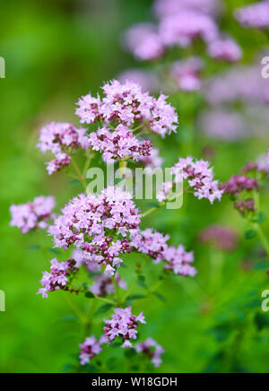 Origanum vulgare Heilpflanze auf natürlichen Hintergrund. Stockfoto