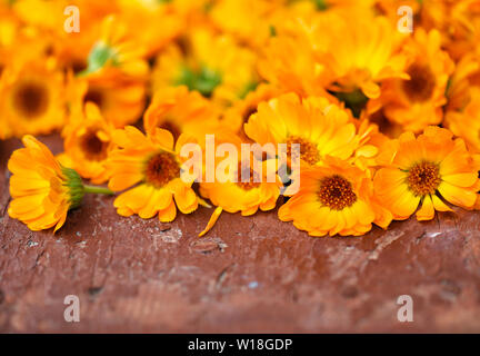 Blüten der Ringelblume (Calendula officinalis) auf alten braunen Hintergrund Stockfoto